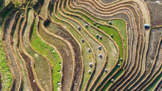 كيف نطعم عشرة مليارات إنسان