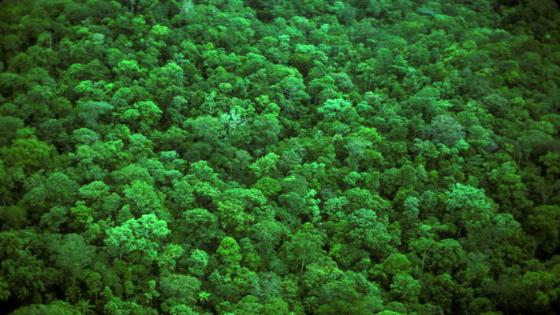 رصد الغابات مع مراعاة النزاعات المحلية وحماية حقوق الإنسان.