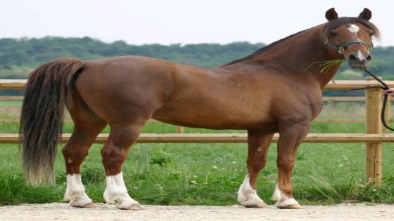 الحصان المغربي أصالة وثراث