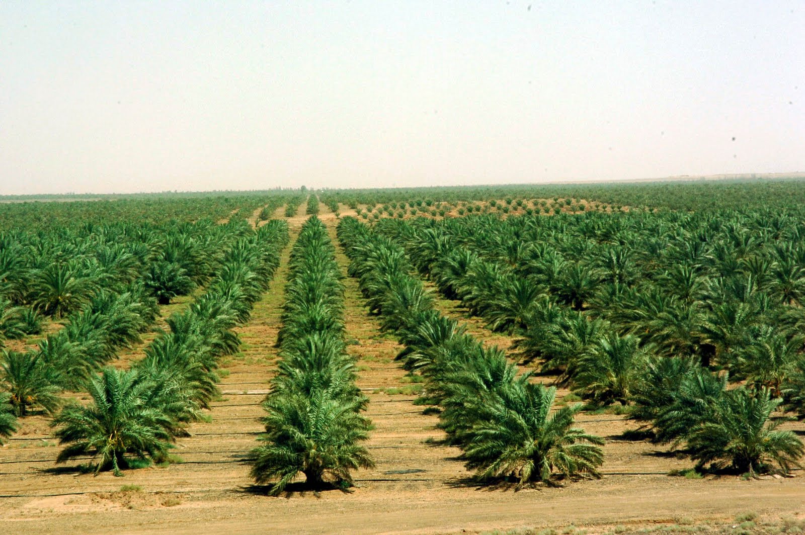 oasis palmier