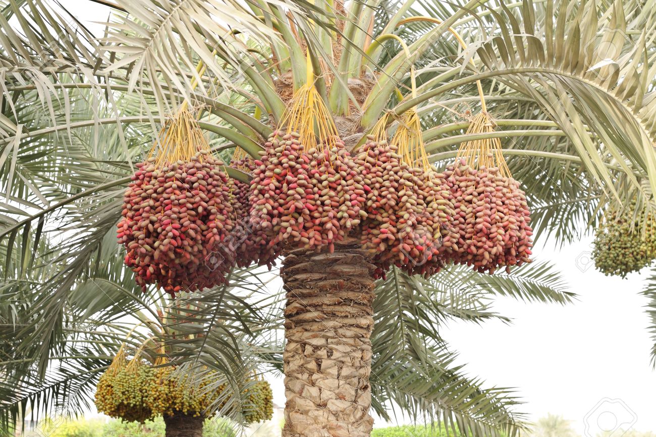 palmiers dattes