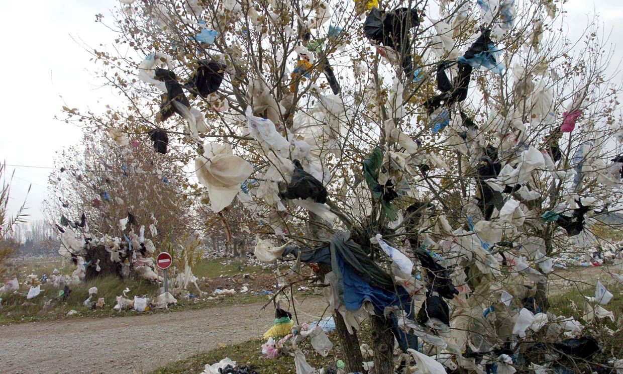 Plastic bags in a tree