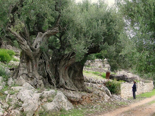 Olivier âgé de plus de 5000 ans à Beitlahm en Palestine
