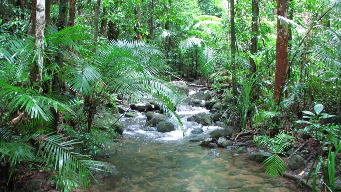 tropical-rainforest