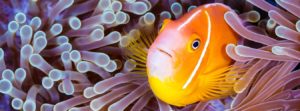 سمكة المهرج. تغذينا المحيطات، وتنظم مناخنا، وتولد معظم الأكسجين الذي نتنفس. ولكن على الرغم من أهميتها، تواجه المحيطات تهديدات غير مسبوقة نتيجة للنشاط البشري. ©Grant Thomas/Coral Reef Image Bank.