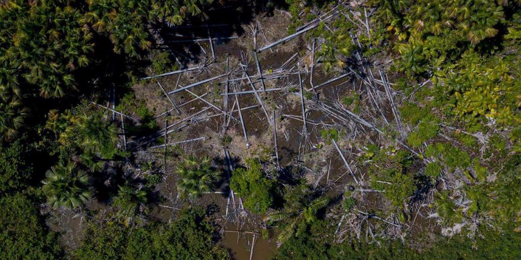 Getting to Zero Deforestation in the Amazon - آفاق بيئية