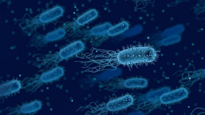 bacteri