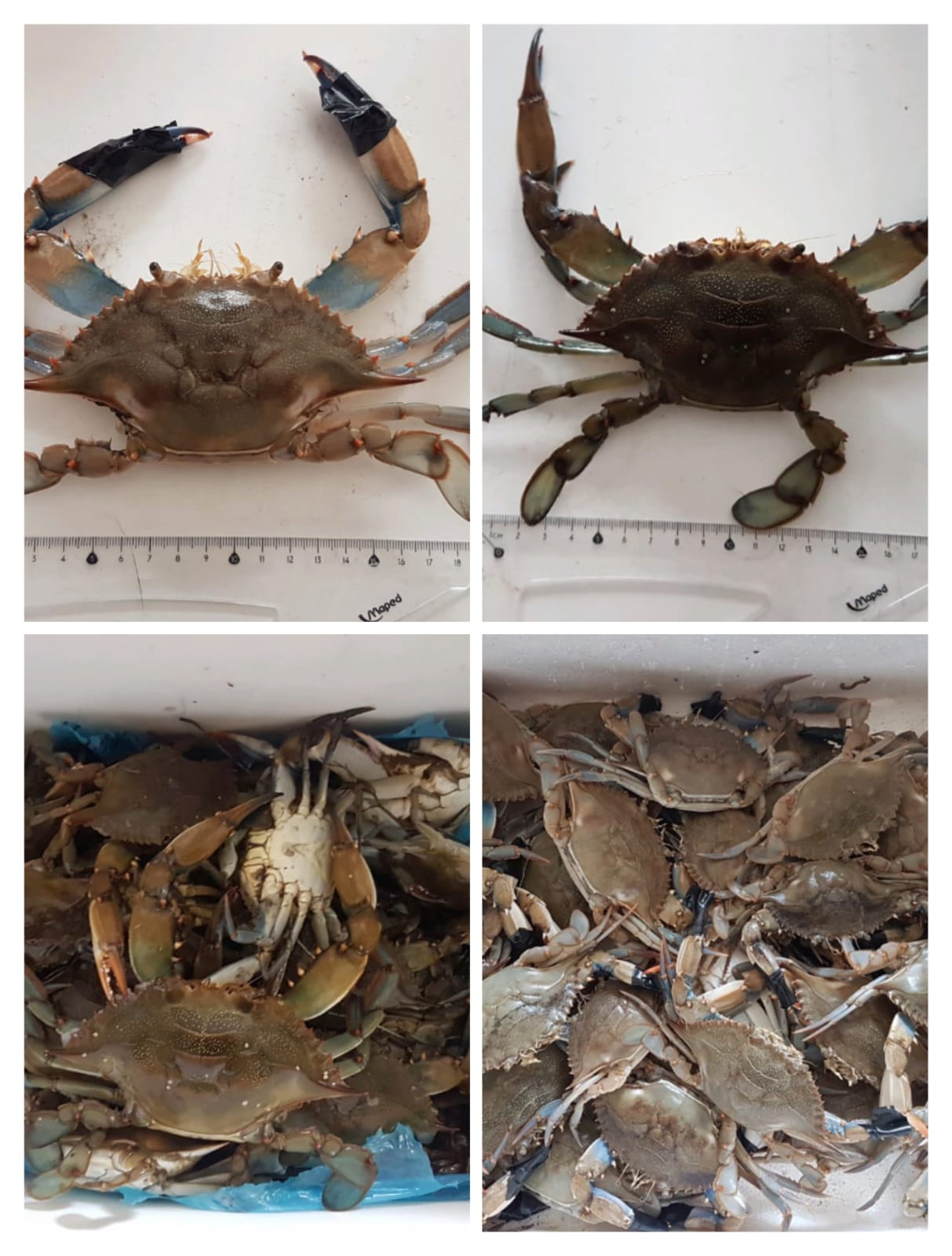 Crabe bleu Callinectes sapidus - آفاق بيئية