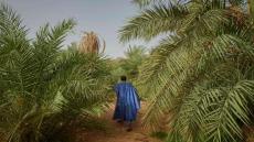 افتتاح المهرجان الدولي الرابع للتمور الموريتانية 2025