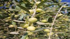 الكورة والزيتون… توأمان من خضرة الأرض وبركة السماء