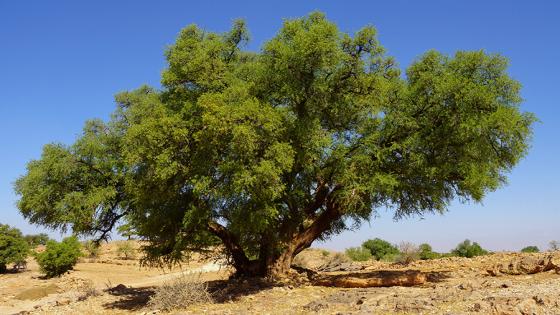  التنوع الكروموسومي لشجرة أركان