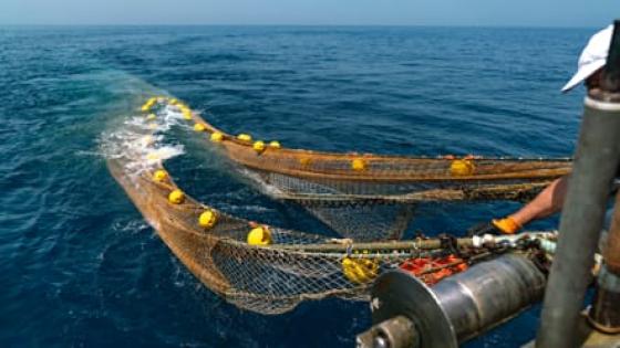 البحر المتوسط بين الوعي البيئي وإرث كوستو: من “العالم الصامت” إلى ضجيج البيانات