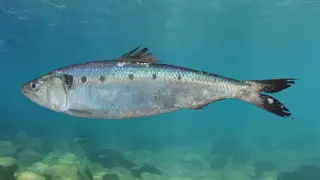 سمك الشابل المغربي: هل تعيد لنا تجربة نيوزيلندا بريق “سمك السلاطين”؟