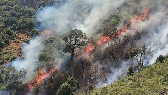 جمعية تلاسمطان للبيئة والتنمية وإشكالية الحرائق الغابوية بإقليم شفشاون