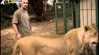 روائع ناشيونال جيوجرافيك قصة رجل ينام إلى جانب ملك الوحوش