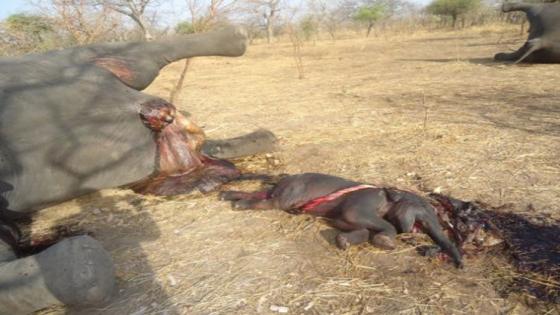 التشاد تشهد أسوأ مذبحة للفيلة في أفريقيا