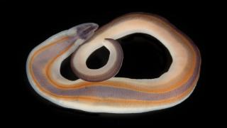 Image credits: The Nippon Foundation-Nekton Ocean Census/Gustav Paulay