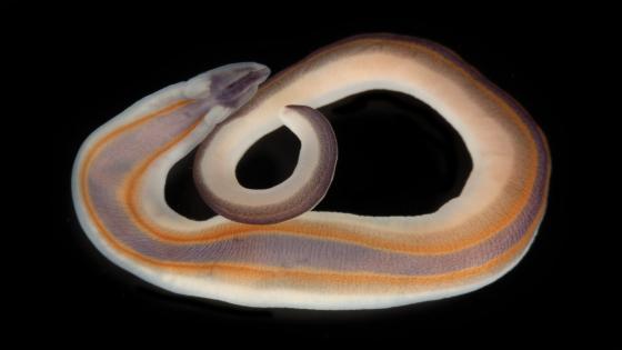 Image credits: The Nippon Foundation-Nekton Ocean Census/Gustav Paulay