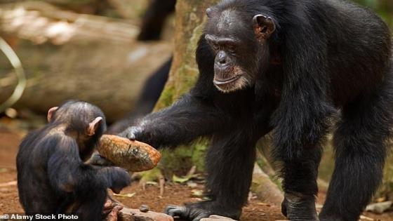 نفوق أقدم قرد من قبيلة الشمبانزي الشهيرة في غينيا عن عمر يناهز 71 سنة
