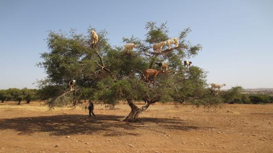 شجرة أركان ، رمز الصمود والتأقلم مع الظروف المناخية