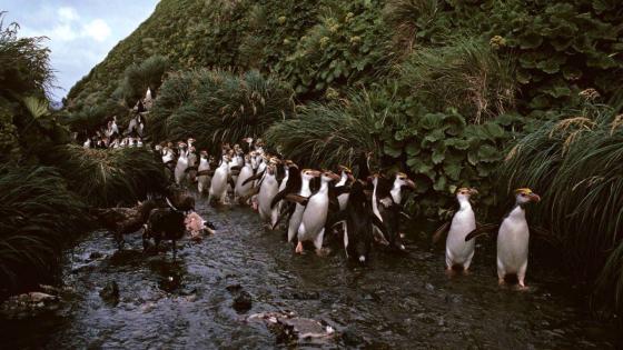 Northern rock hopper penguins, Eudyptes moseleyi, colony, Almost the entire population of the species live on Tristan da Cunha and Gough Island, Gough Island, South Atlantic Ocean. (Photo by: Auscape/Universal Images Group via Getty Images)