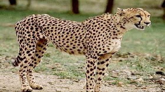نيلوفر بياني المدافعة عن الفهد الفارسي المهدد بالانقراض لاتزال وراء القضبان