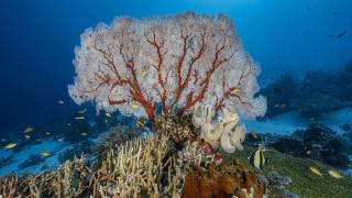 Alexis Rosenfeld/Getty Images