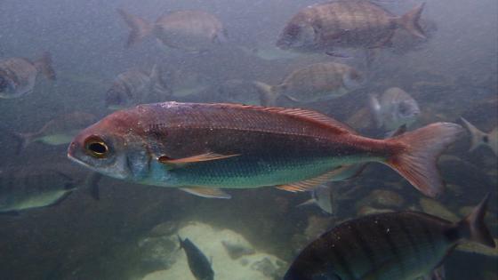 بين خطاب الاستدامة وضغوط الواقع: الهيئة العامة لمصايد أسماك البحر المتوسط بين طموح الإصلاح وإكراهات اللوبيات البحرية