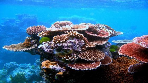حالة الشعاب المرجانية في العالم