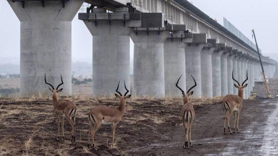Impalas walk near the elevated railway that allows movement of animals below the tracks at the construction site of Standard Gauge Railway (SGR) in Nairobi National Park, Kenya, on November 21, 2018. - The SGR phase 2A project is an 120km extensiton of the Mombasa-Nairobi SGR project (Phase 1) to Naivasha with the longest railway bridge in the country, 5.8km Super Major Bridge, constructed across Nairobi National Park. (Photo by Yasuyoshi CHIBA / AFP) (Photo credit should read YASUYOSHI CHIBA/AFP/Getty Images)