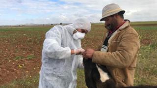 تكنولوجيا نووية تقي المغرب من الحمى القلاعية