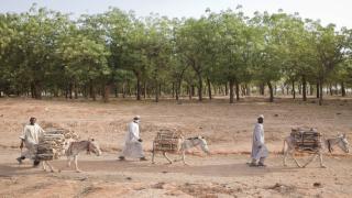 حالة الغابات في العالم