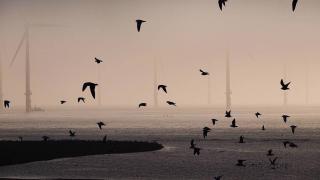 REDCAR, ENGLAND - SEPTEMBER 29: Seabirds fly past as mist covers the EDF energy offshore windfarm at an area known as South Gare on September 29, 2015 in Redcar, England. South Gare is an area of reclaimed land and breakwater on the southern side of the mouth of the River Tees. Constructed from January 1861 to 1884, using 5 million tonnes of solid blast furnace slag and 18,000 tons of cement that were cast and moved into position along the banks of the river Tees. (Photo by Ian Forsyth/Getty Images)