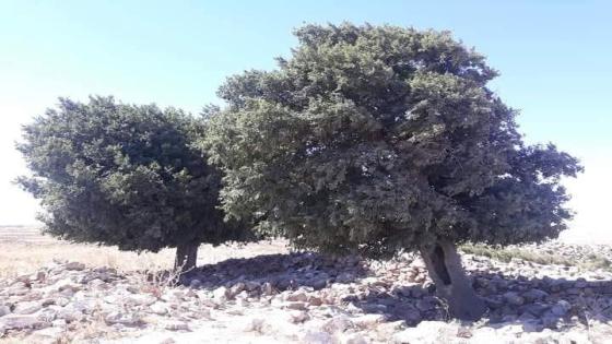 شجرة “المَيْس زوبيا” تراث تاريخي وزراعي عمرها 1500 عاما وهي الوحيد في شمال الاردن.