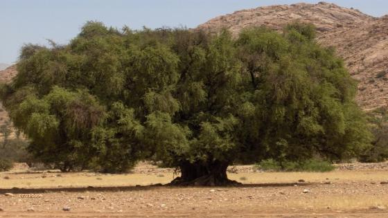 المغرب والأمم المتحدة يخلدان اليوم العالمي الأول لشجرة أركان