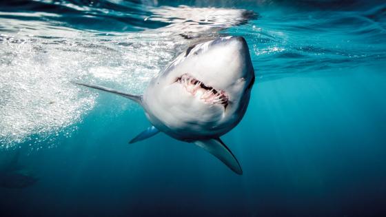 جامعة الإمارات تطلق حملة توعوية لحماية أسماك القرش من الانقراض