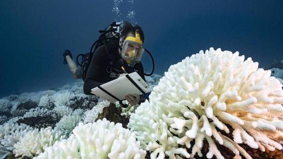 FRENCH POLYNESIA - SOCIETY ARCHIPELAGO - MAY 09: A diver checks the coral reefs of the Society Islands in French Polynesia. on May 9, 2019 in Moorea, French Polynesia. Major bleaching is currently occurring on the coral reefs of the Society Islands in French Polynesia. The marine biologist teams of CRIOBE (Centre for Island Research and Environmental Observatory) are specialists in the study of coral ecosystems. They are currently working on “resilient corals”, The teams of PhD Laetitia Hédouin identify, mark and perform genetic analysis of corals, which are not impacted by thermal stress. They then produce coral cuttings which are grown in a “coral nursery” and compared to other colonies studying the resilience capacity of coral. (Photo by Alexis Rosenfeld/Getty Images).