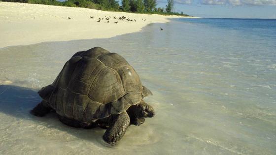 SEYCHELLES - 1981/01/01: Seychelles,bird Island Giant Tortoise Heading Towards Ocean On White Sand Beach. (Photo by Wolfgang Kaehler/LightRocket via Getty Images)