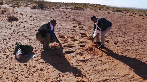 اكتشاف آثار أقدام وعظام ديناصورات شرق المغرب