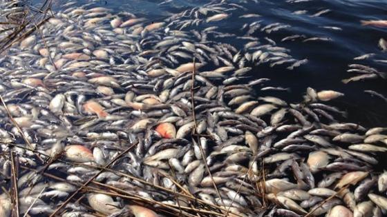 نفوق أسماك ببحيرة مغربية بفعل ارتفاع درجات الحرارة