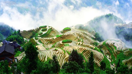 إضافة جديدة إلى نظم التراث الزراعي ذات الأهمية العالمية: مدرجات الأرز في المناطق الجبلية الجنوبية ومناطق التلال.