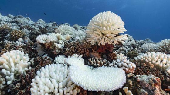 Les coraux Acropora et Pocillopara en phase de blanchissement. Ces coraux soumis à un stress thermique expulse l'algue symbiotique qui leur donne leur énergie, nourriture et couleurs. Alors seul le squelette blanc reste apparent. Si la période de stress thermique est trop longue, le corail n'aura pas la capacité de récupérer et mourra. A l'inverse si la période ne dure pas, il retrouvera ses algues symbiotiques et reprendra ses couleurs d'origines.