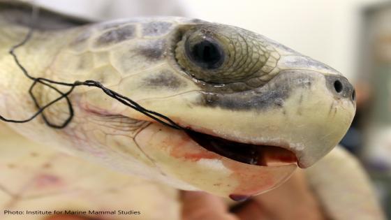 Kemp's ridley sea turtle accidentally caught on hook and line fishing gear © NOAA