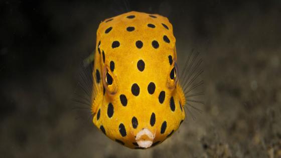 قال مصور هذه السمكة الصفراء الصغيرة إن المخلوقات البحرية الصغيرة مثلها مثل الكائنات الكبيرة، رائعة وتستحق الحماية. وجدت هذه السمكة في شق صخري في نهر تويد، في أستراليا. فازت هذه الصورة في المسابقة العالمية لصور اليوم العالمي للمحيطات-فئة الشباب / Jack McKee.
