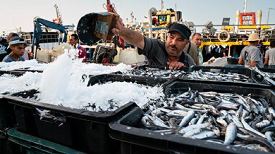 انخفاض نسبة الأرصدة السمكية بفعل الصيد المفرط في البحر المتوسط والبحر الأسود