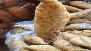 زراعة البطاطا الحلوة في السينغال : مفهوم جديد للتنمية