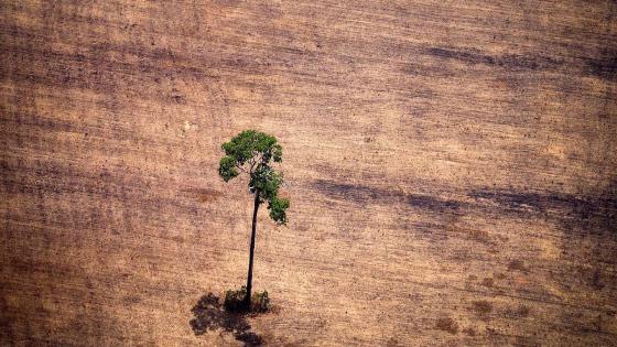View of a tree in a deforested area in the middle of the Amazon jungle during an overflight by Greenpeace activists over areas of illegal exploitation of timber, as part of the second stage of the "The Amazon's Silent Crisis" report, in the state of Para, Brazil, on October 14, 2014. According to Greenpeace's report, timber trucks carry at night illegally felled trees to sawmills, which then process them and export the wood as if it was from a legal origin to France, Belgium, Sweden and the Netherlands. AFP PHOTO / Raphael Alves / AFP PHOTO / RAPHAEL ALVES (Photo credit should read RAPHAEL ALVES/AFP/Getty Images)