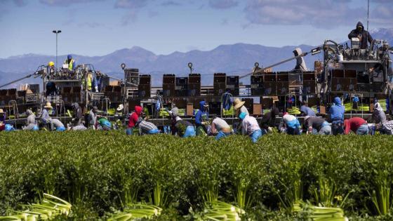 OXNARD, CALIFORNIA, 26 MARCH 2020: Agricultural workers from Bud Farms harvest Celery for both American and export consumption. At this time of Covid-19 Coronavirus, many of those working in agriculture have become essential workers, helping to ensure America’s food supply does not dry up as so many other business close down to weather the pandemic. These agricultural workers are mostly migrant Spanish-speakers. They earn just above minimum wage and in a good 6 day week working 10 hours a day, they can earn around $1100. At the same time, they have no masks, no gloves and no sense of social distancing or testing to prevent spreading the virus amongst each other if one of the workers contracts the disease. As with many forms of employment now, people are desperate to keep earning and with that, will accept more risks in order to feed their families. (Photo by Brent Stirton/Getty Images.)