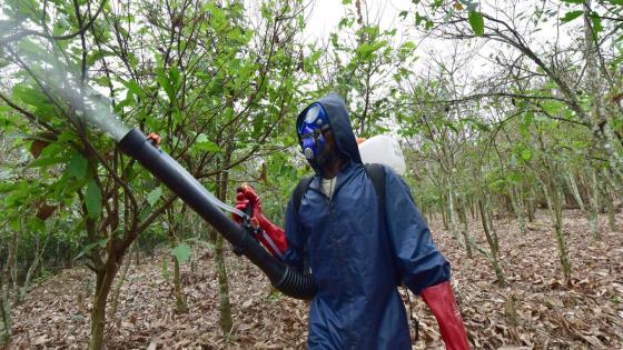 An employee sprays pesticides on a cocoa plantation in Tiassale, in the south-eastern part of Ivory Coast where caterpillars eat
vegetation including cocoa treas, on July 14, 2016. Ivory Coast is the world's largest producer of cocoa. / AFP / ISSOUF SANOGO (Photo credit should read ISSOUF SANOGO/AFP via Getty Images)