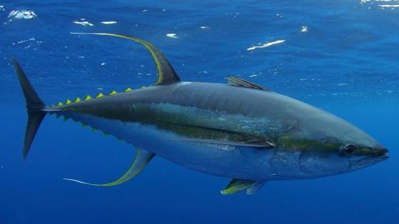 انخفاض عدد أرصدة التونة التي تعاني من الصيد الجائر